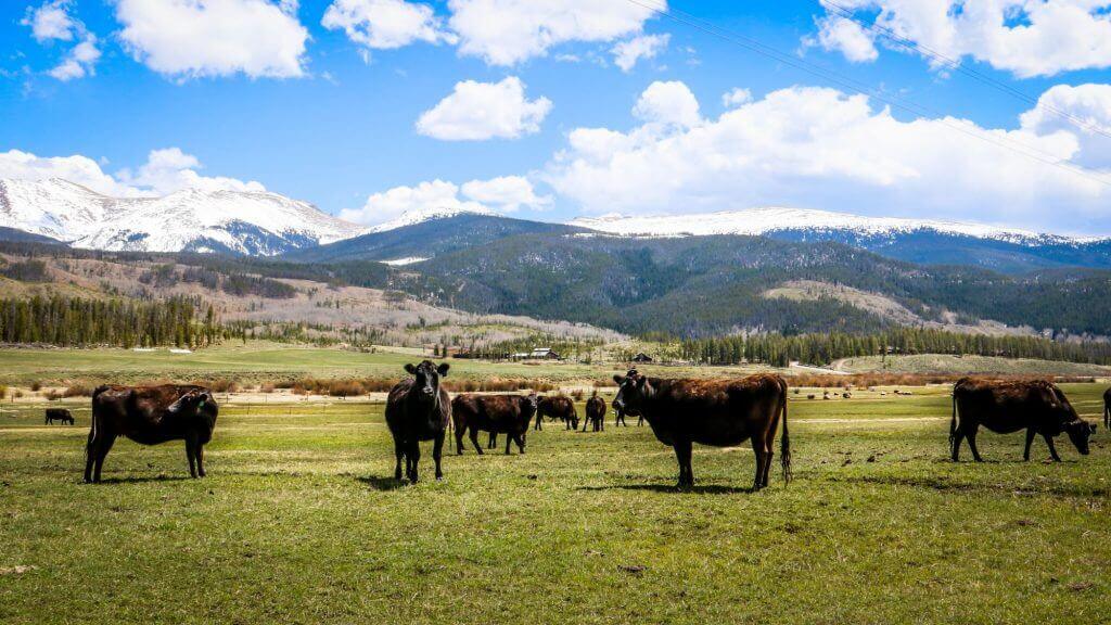 Colorado Wagyu Beef
