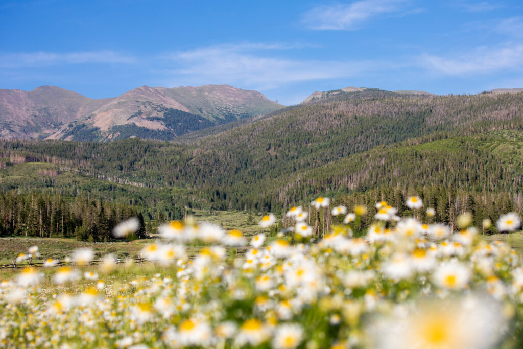 Mountain valley with wildflowers in the foreground and mountains in the background
