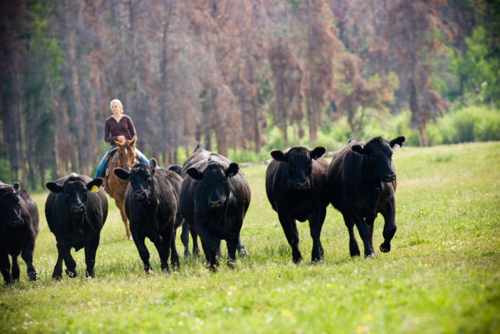 Colorado Cattle Drive