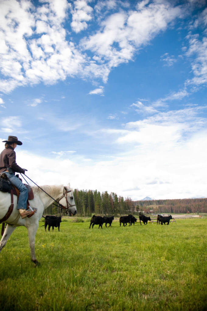 Colorado Mountain Cattle Drive