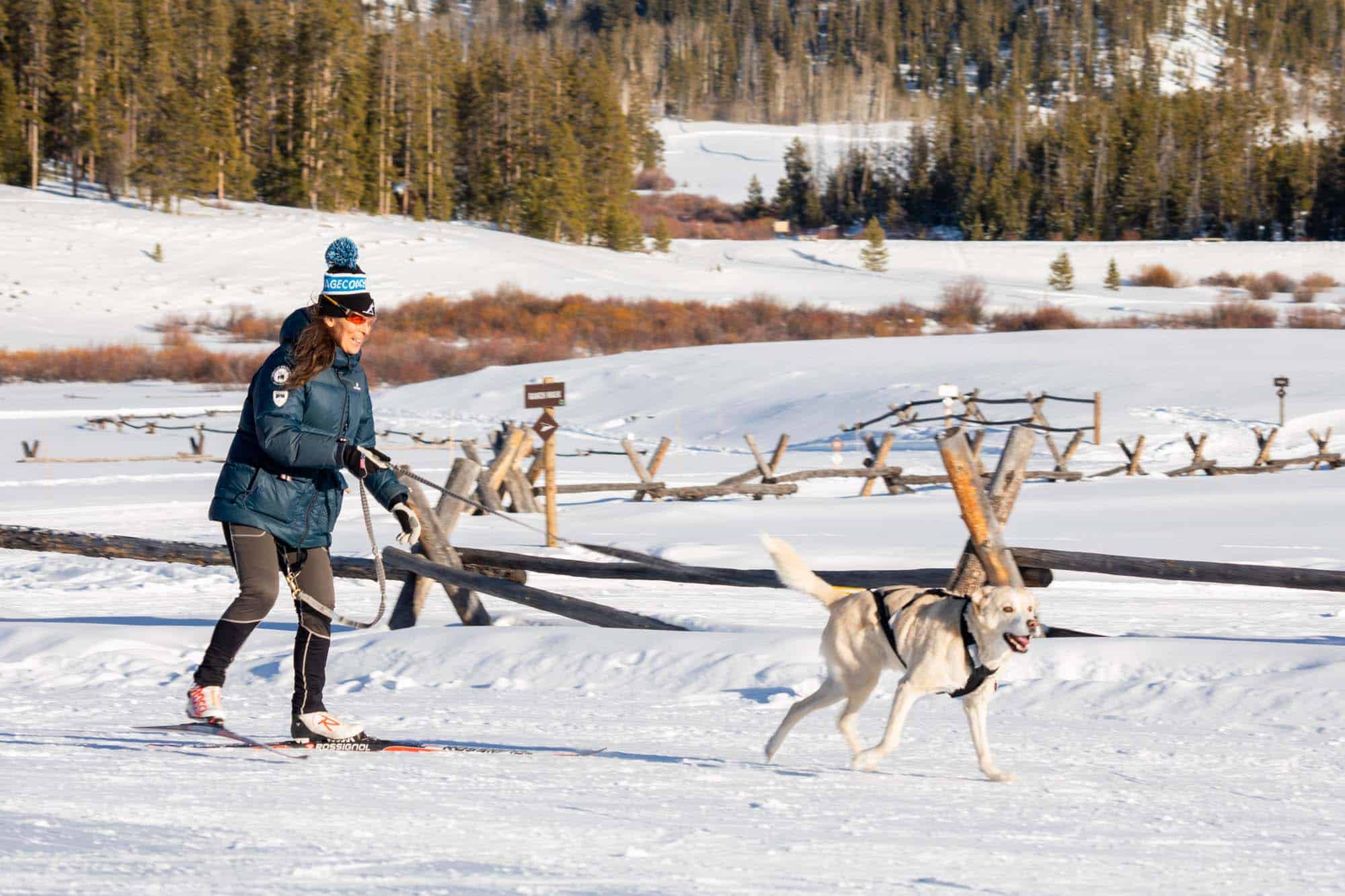 DTR-Skijoring-2