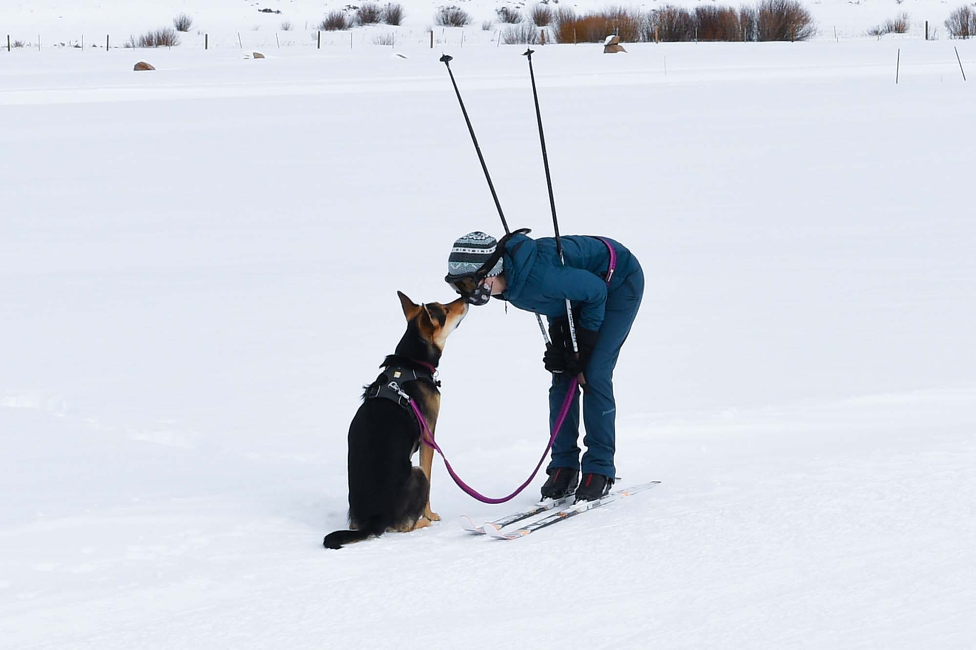 DTR-Skijoring-9