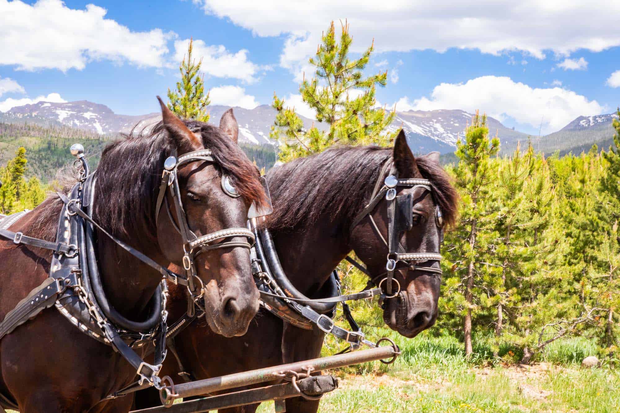 wagon and sleigh rides
