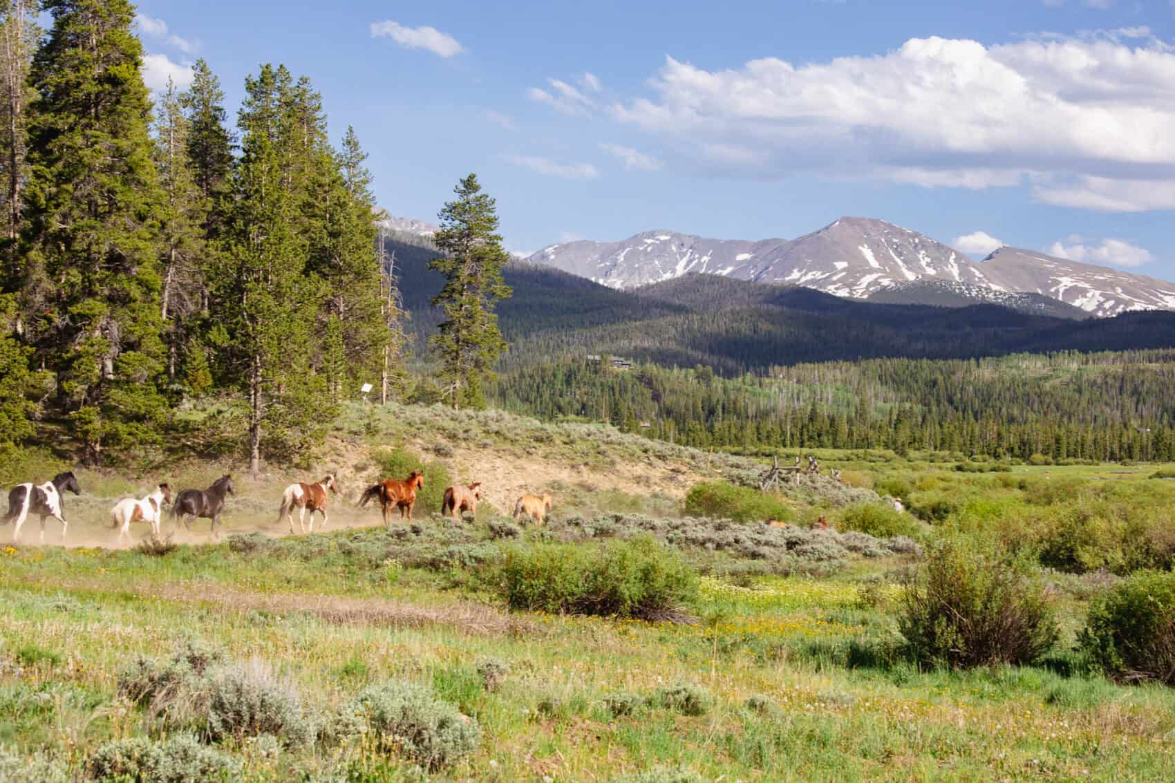 Horses grazing in a lush green meadow with mountains and pine trees in the background.