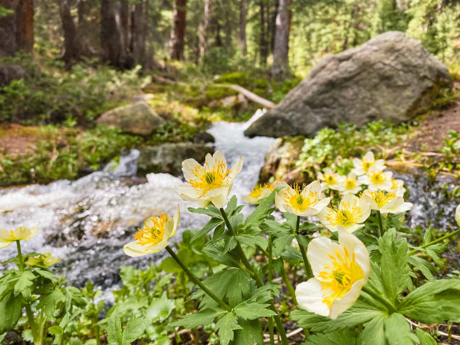 Wildflowers near a flowing creek in a forest at Devil's Thumb Ranch Resort & Spa.