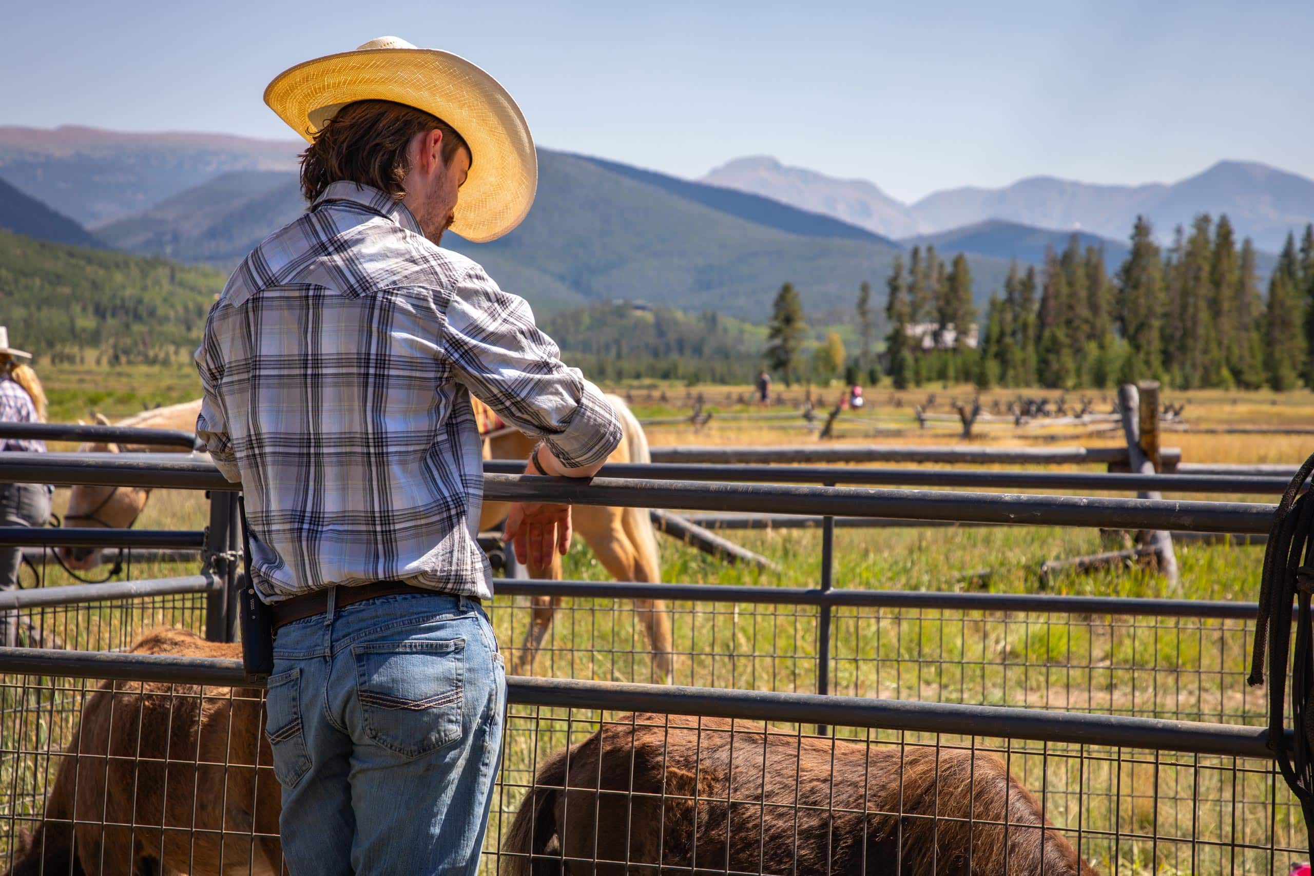 Man in cowboy hat with cattle at Devil's Thumb Ranch.