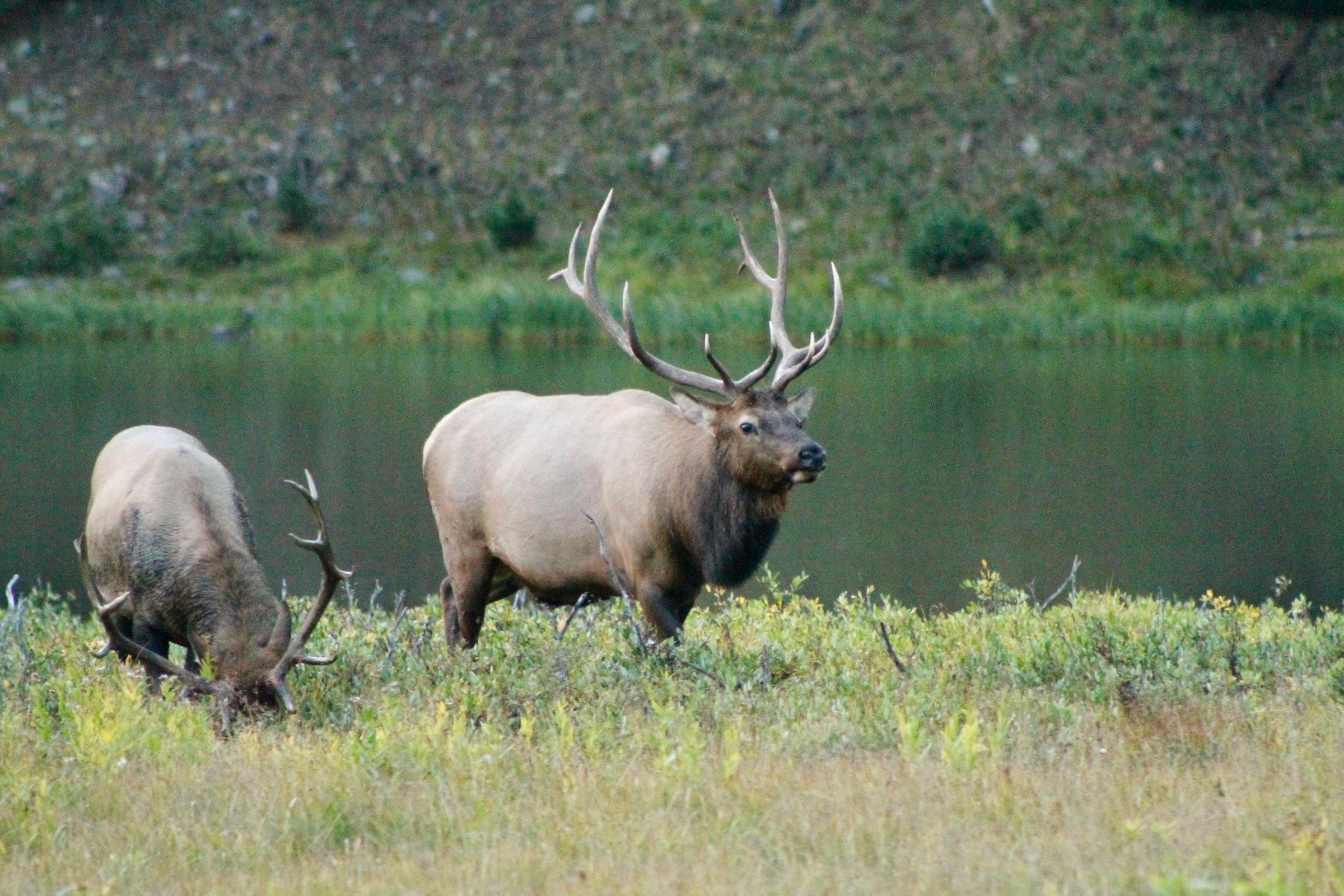Elk grazing near a lake at Devil's Thumb Ranch Resort & Spa.