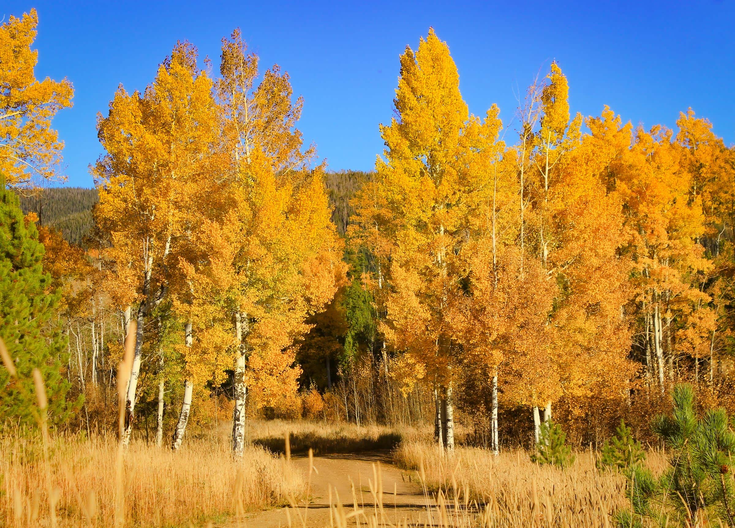 Colorful autumn trees at Devil's Thumb Ranch Resort & Spa in fall.