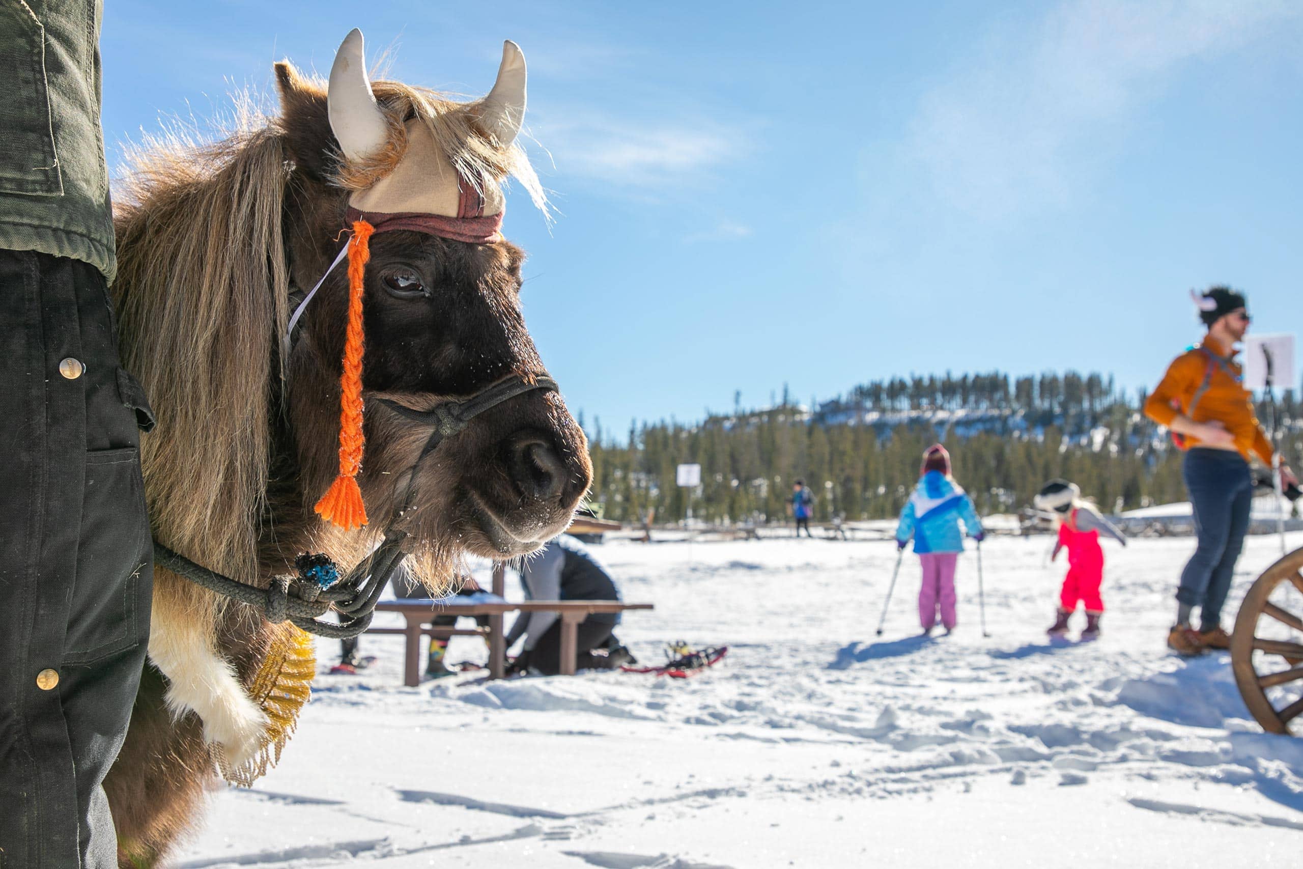 Miniature horse with a bridle in a snowy landscape at Devil's Thumb Ranch.
