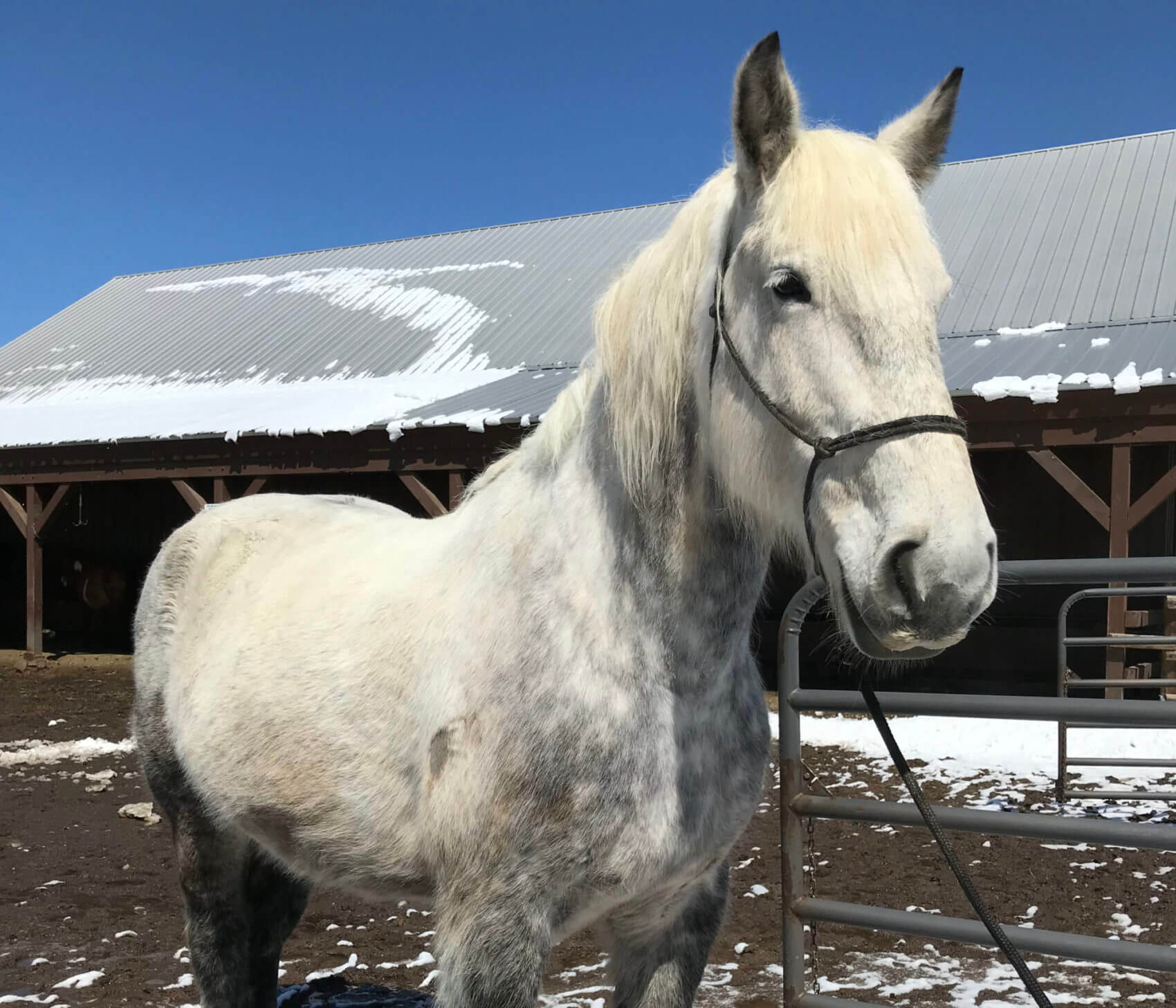 Horseback Riding in Colorado