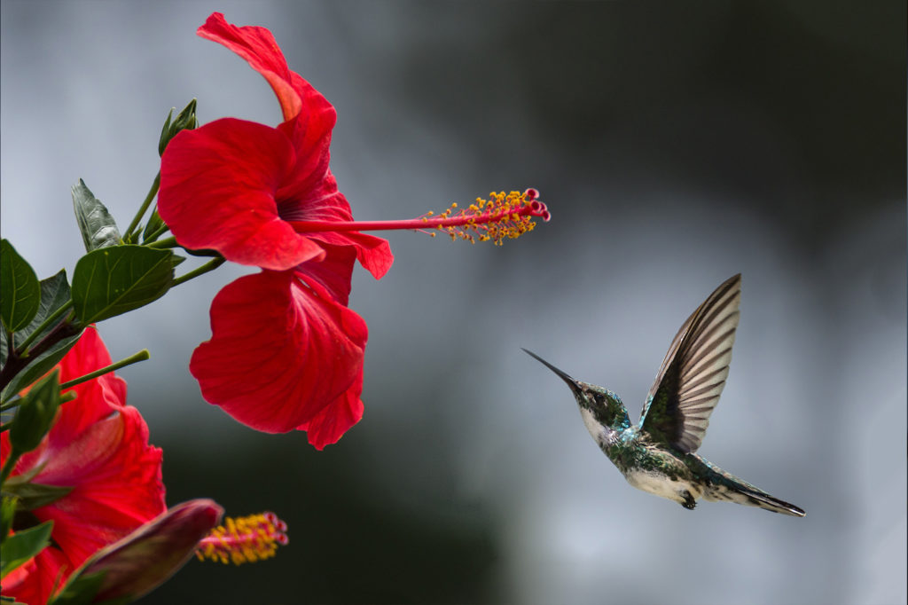 Colorado Bird Watching