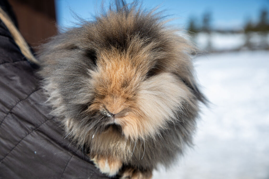 The Delightful Fluffy Bunnies
