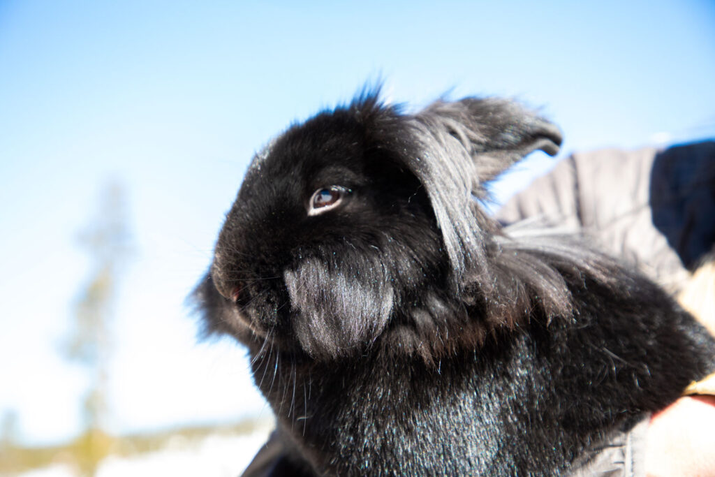 The Delightful Fluffy Bunnies