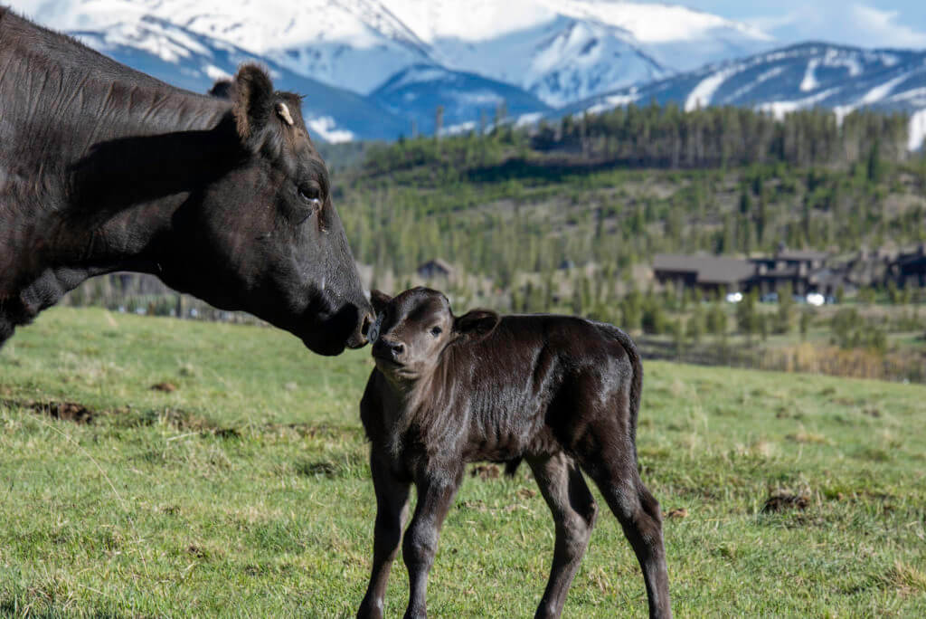 Calf Season Colorado Ranch Resort