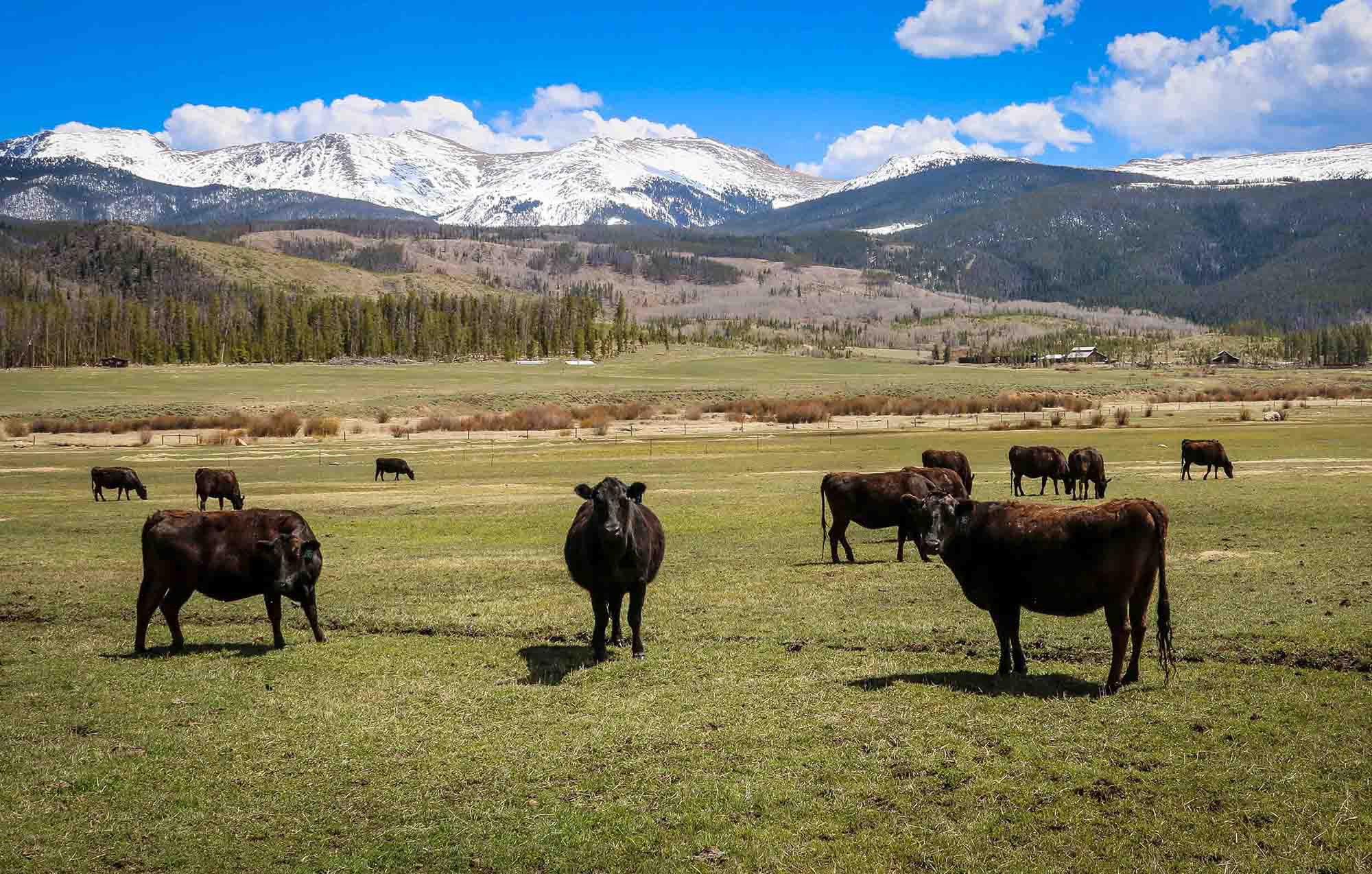 Cattle Barn Tours
