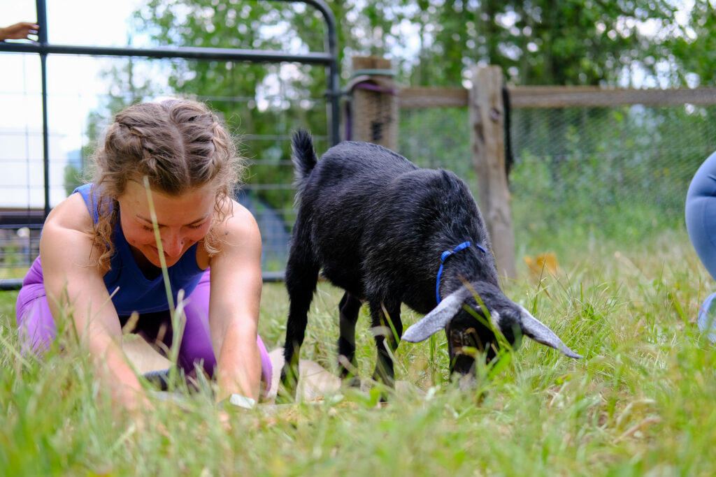 A woman does a yoga pose next to a goat