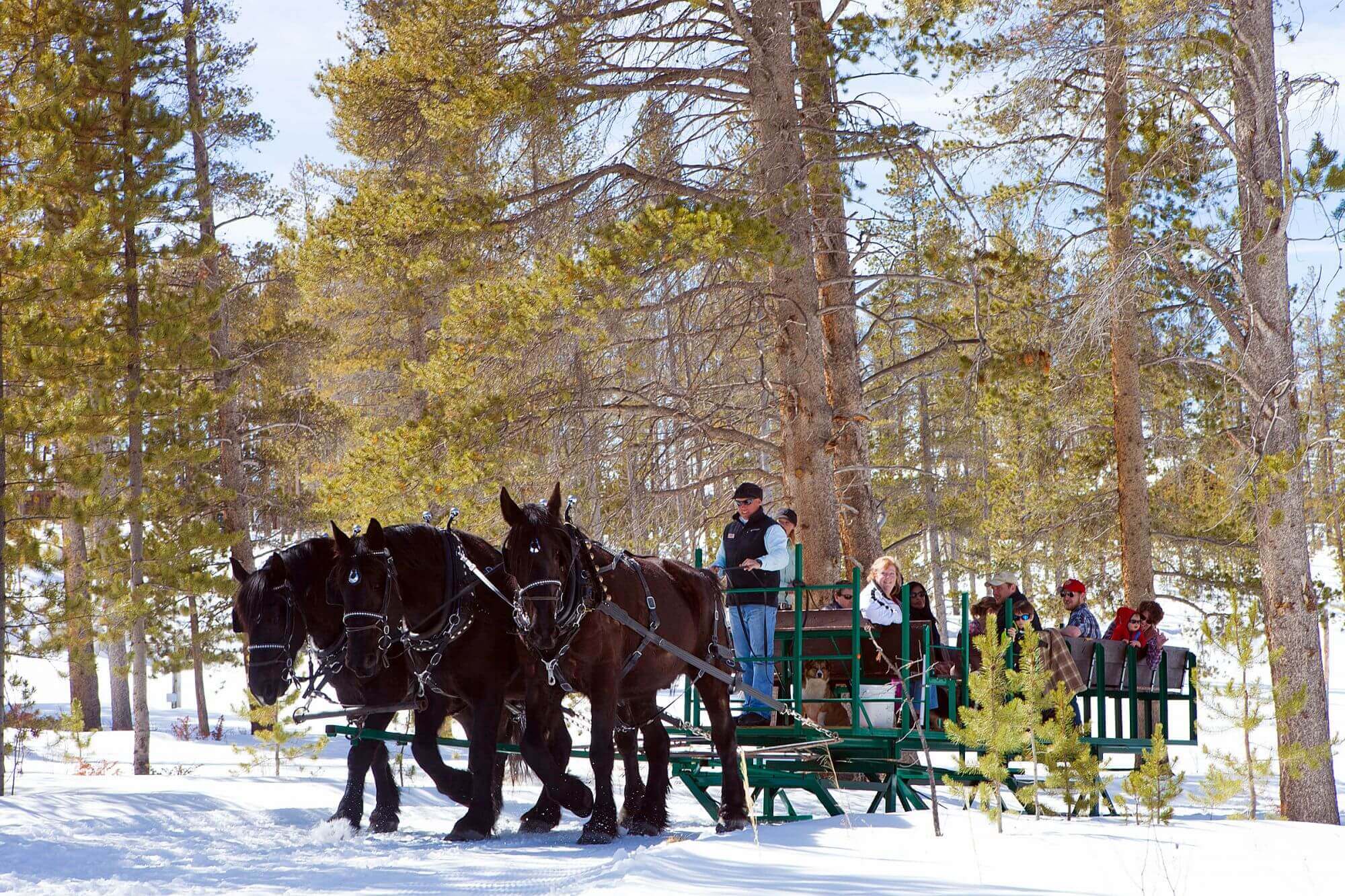 sleigh horseback riding winter
