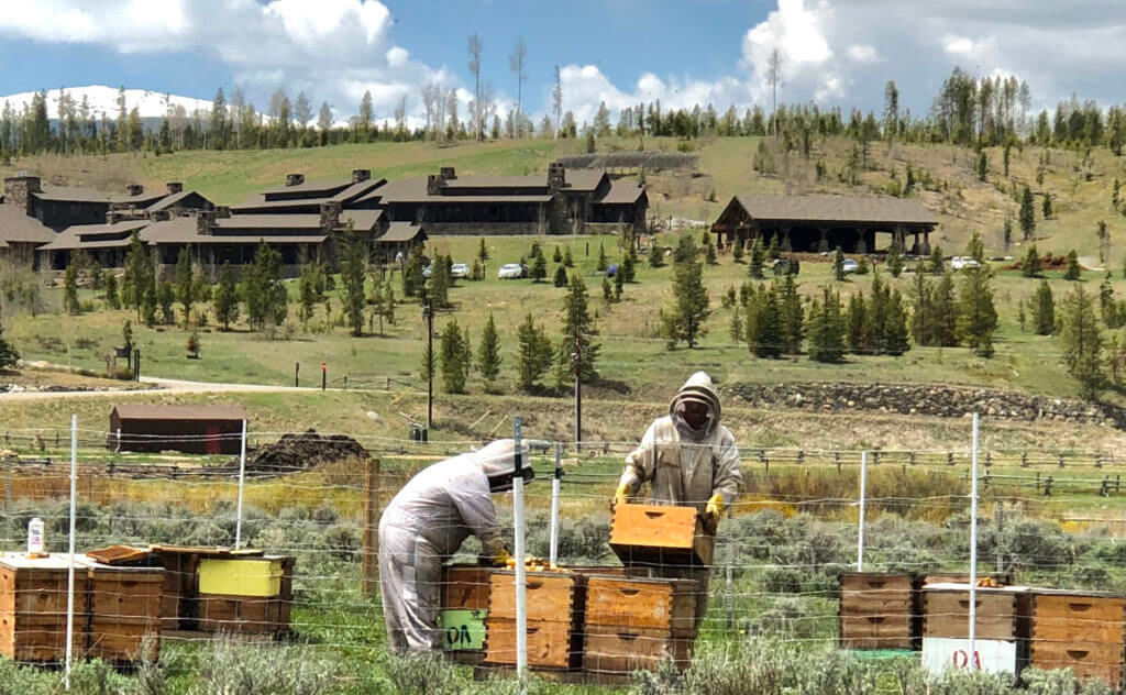 Devil's Thumb Ranch Honey Bees