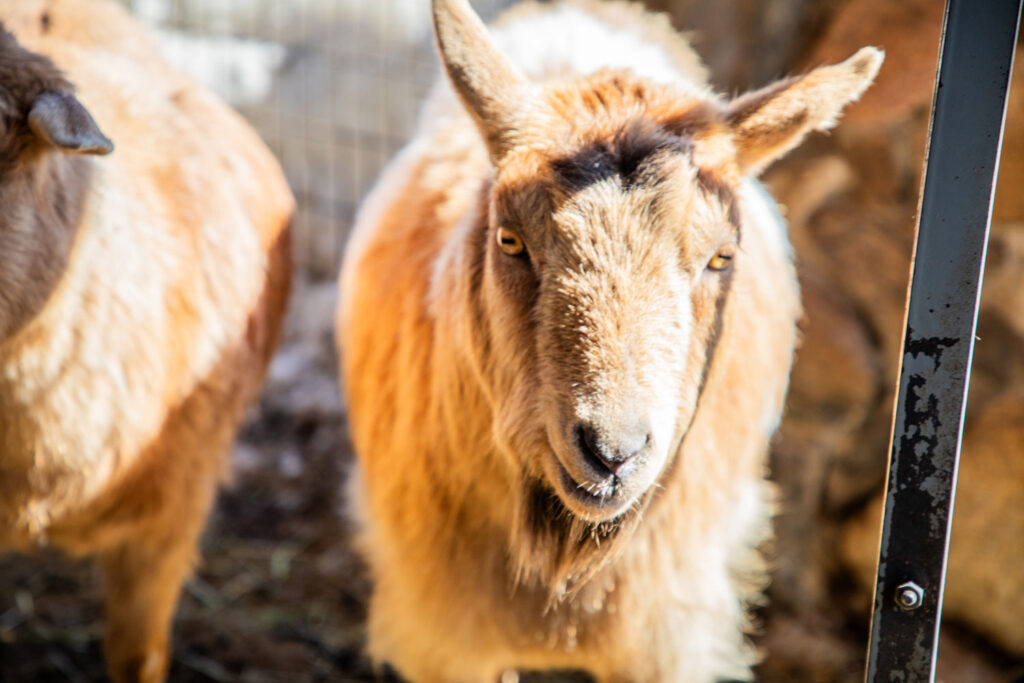 Our Wonderful New Goats