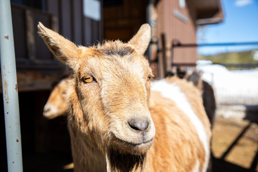 Our Wonderful New Goats