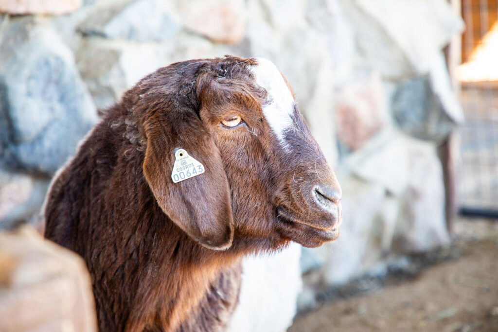 Our Wonderful New Goats