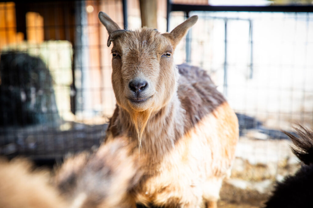 Our Wonderful New Goats