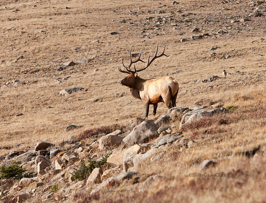 Colorado Elk Bugling