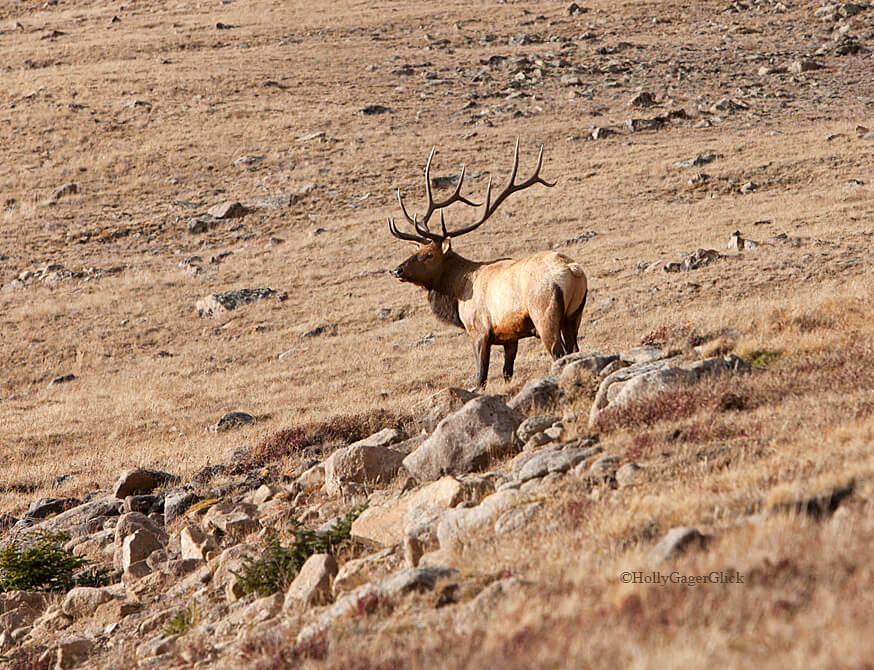Colorado Elk Bugling