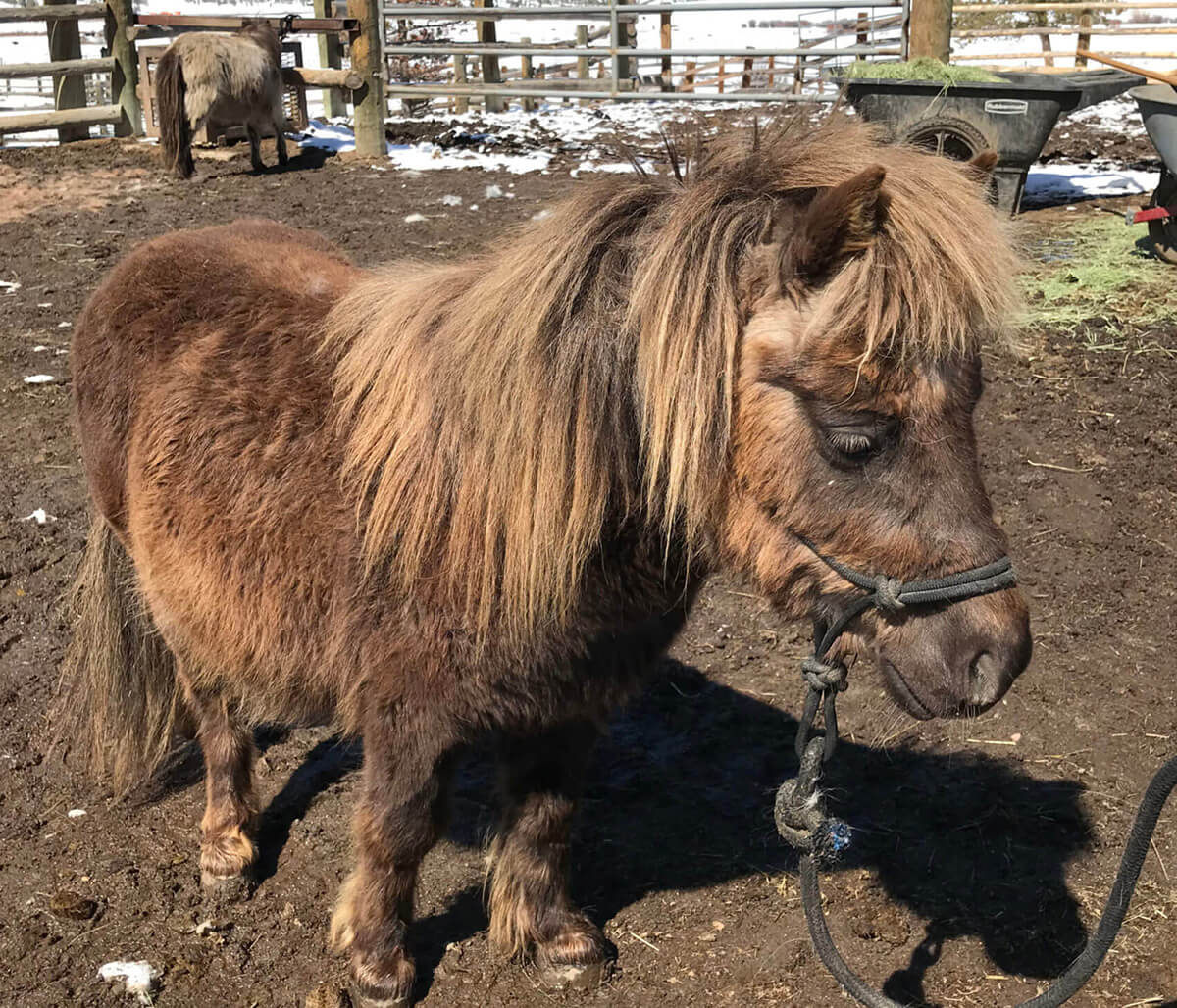 Miniature Horses in Colorado Mountains