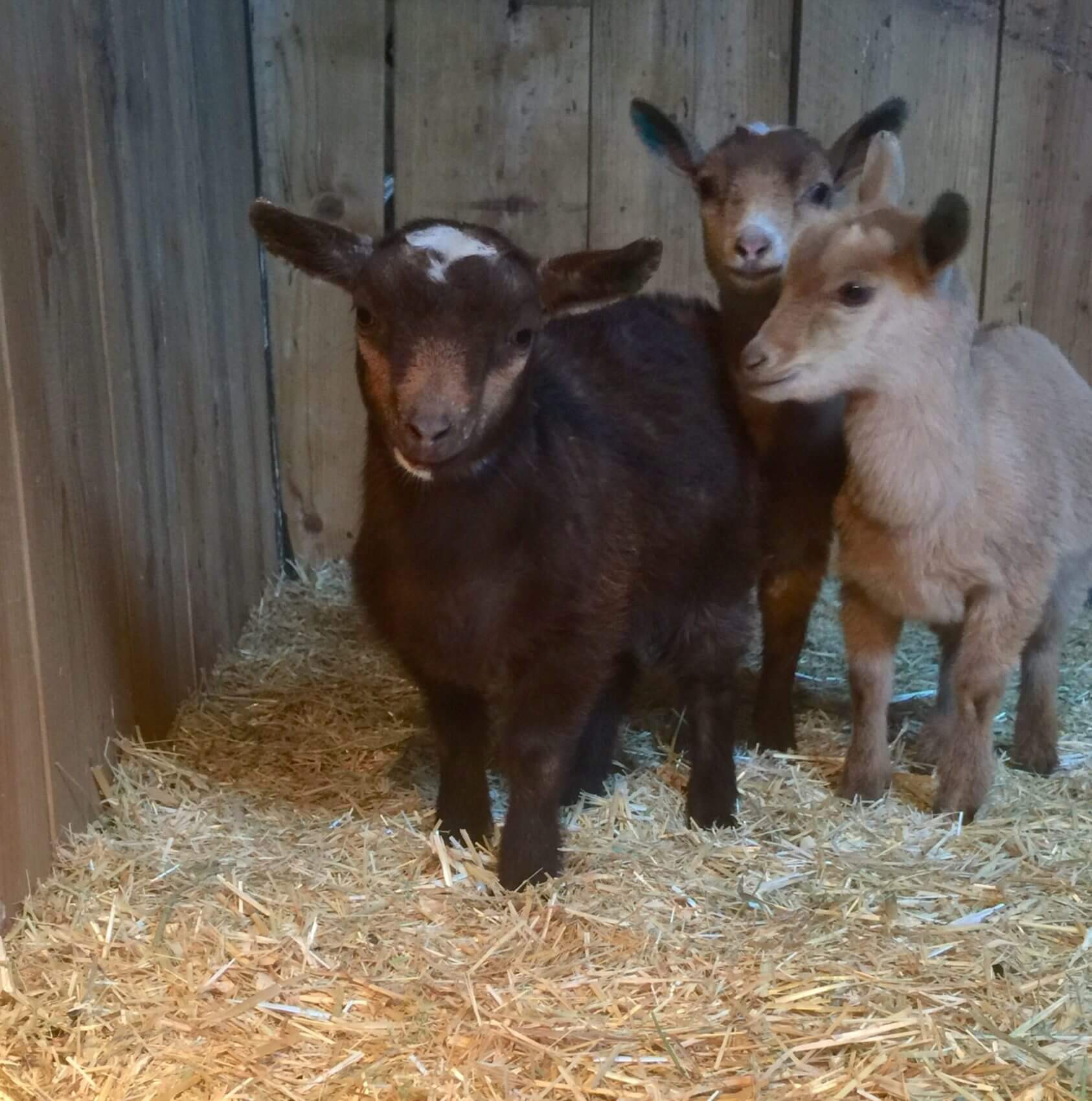 Meet And Greet Barnyard Animals