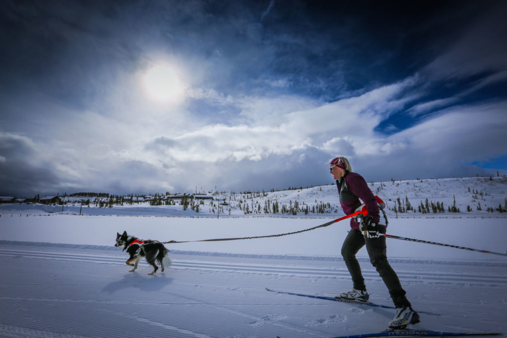 Colorado Mountain Skijoring