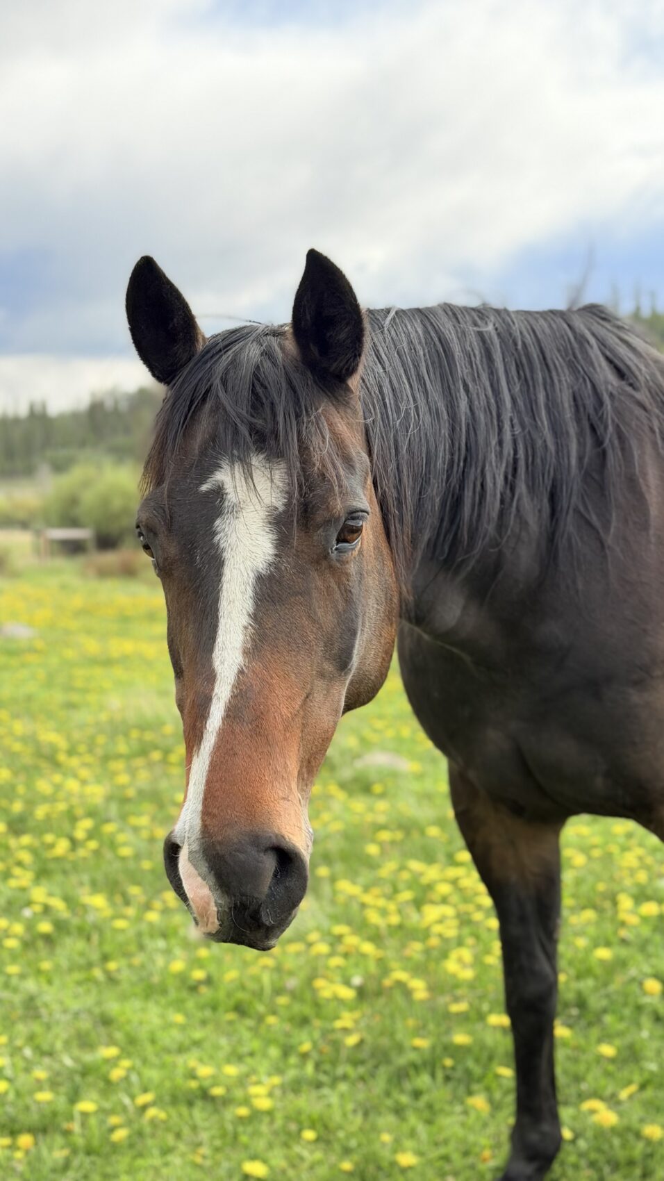Prince the horse
