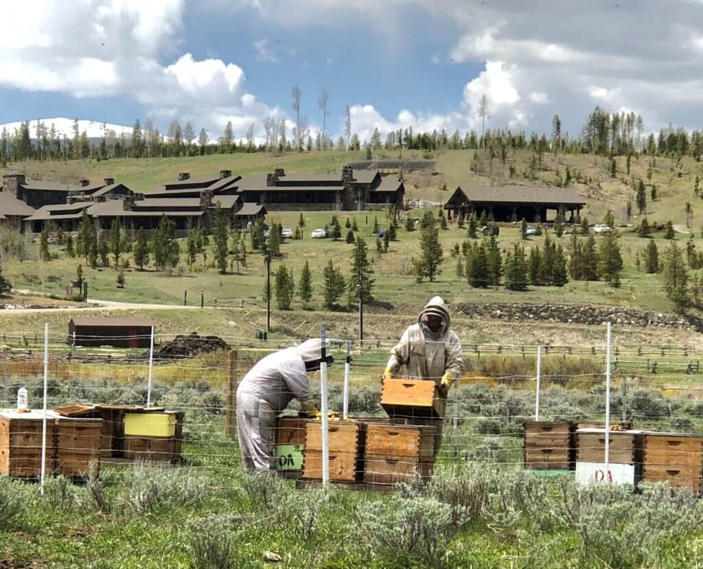 Beekeeping Experience in Colorado