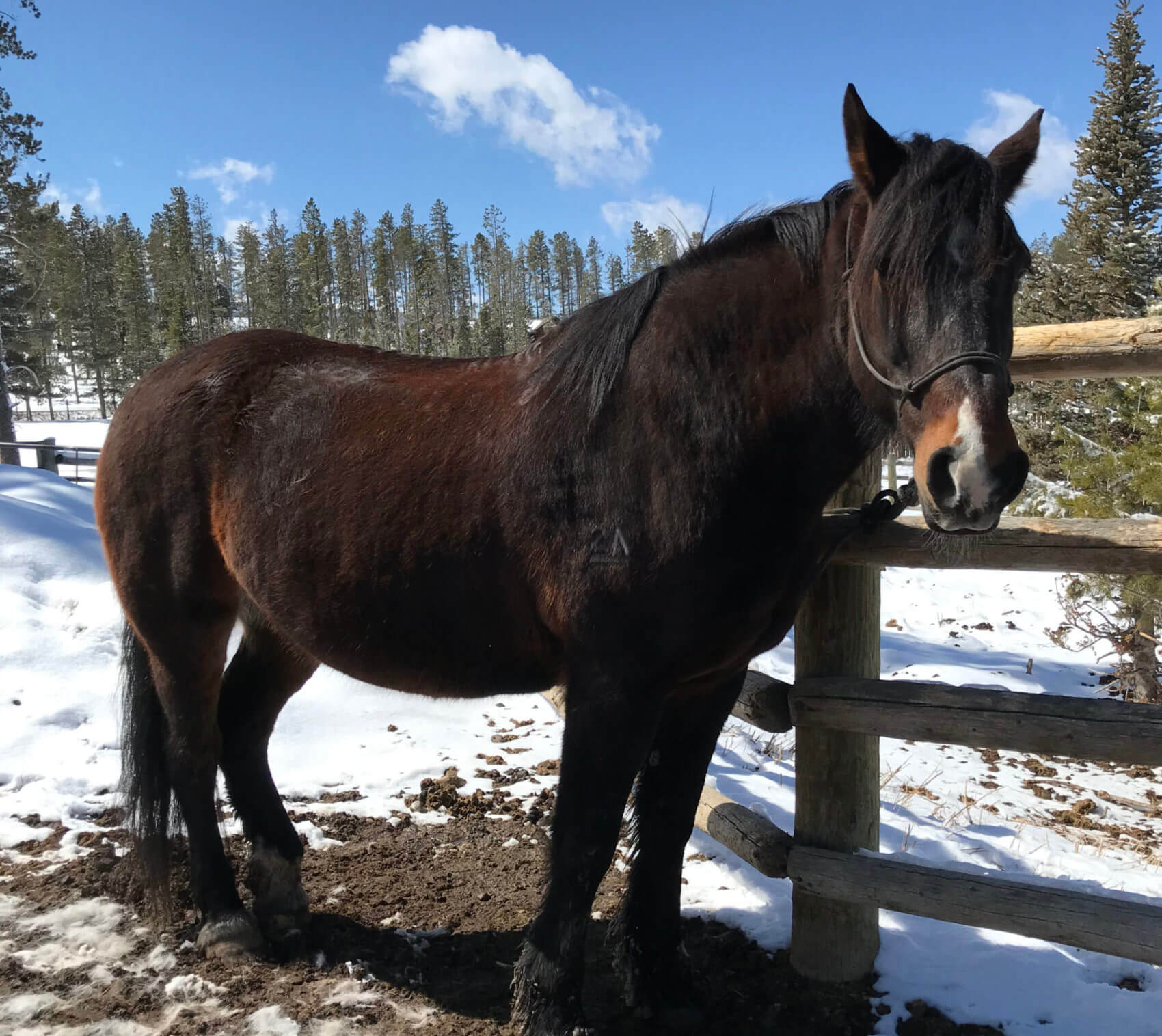 Horseback Riding Colorado