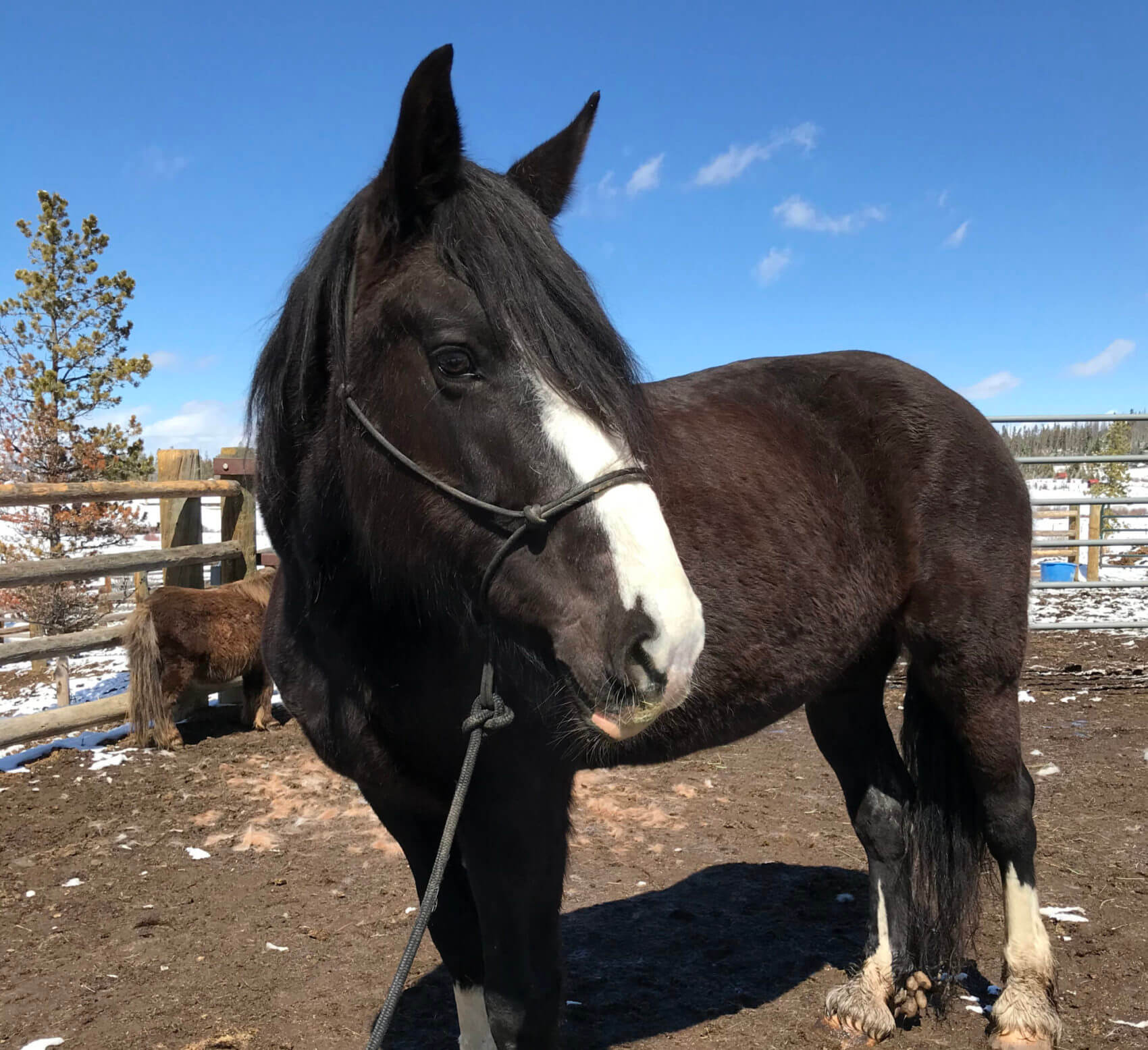 Horseback Riding in the Colorado Mountains