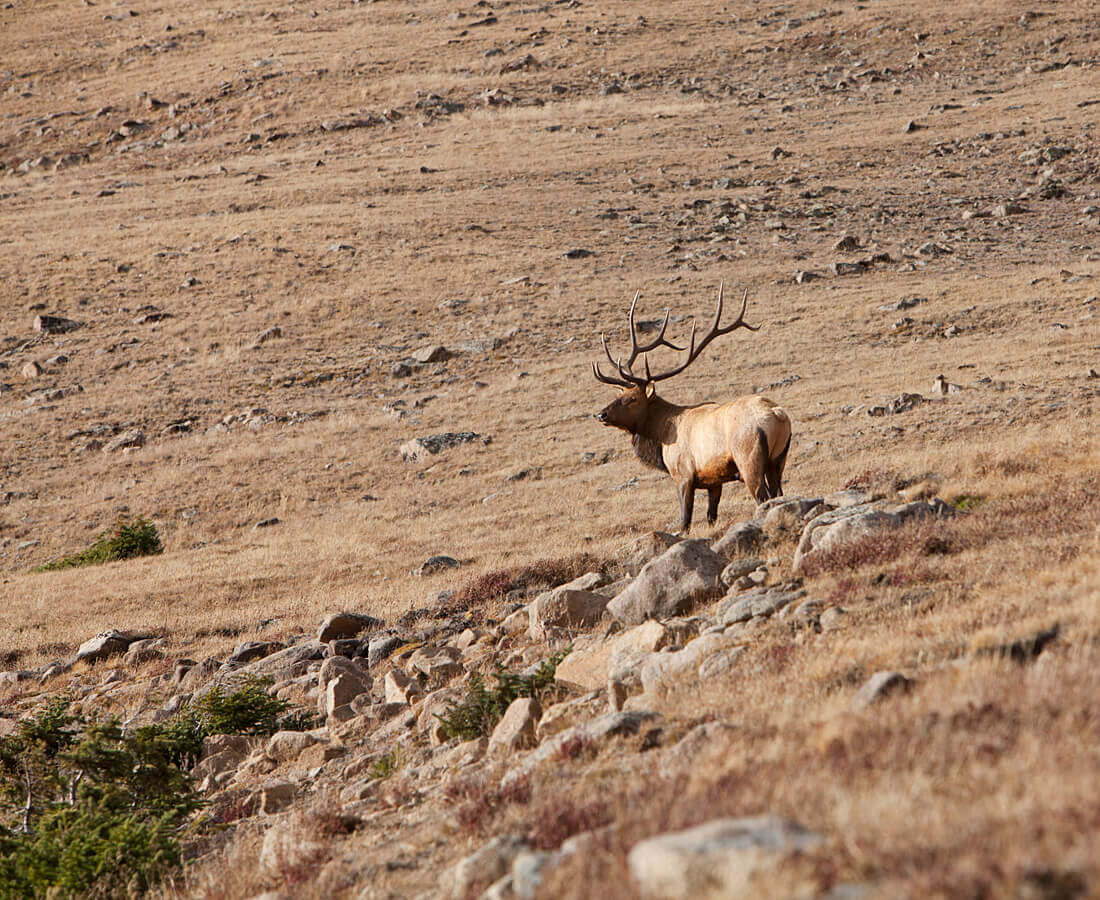 Elk Bugling Rocky Mountain National Park