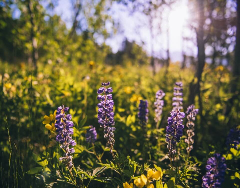 Colorado Mountain Springtime