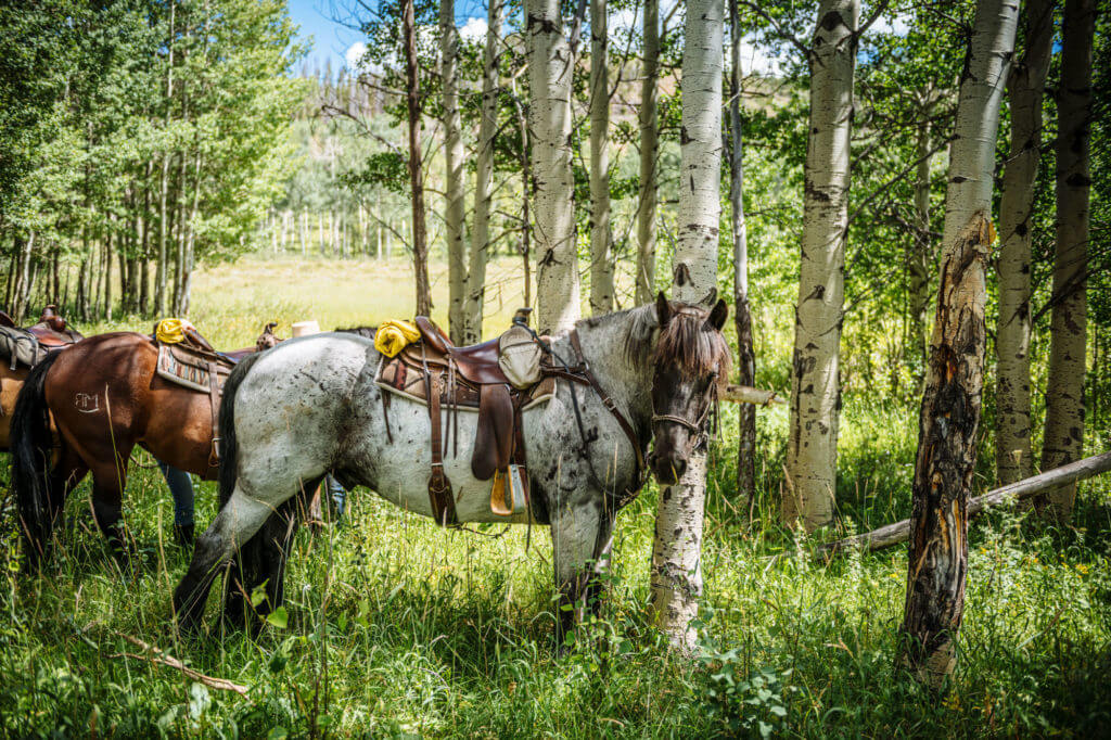 Horseback Riding in the Colorado Mountains