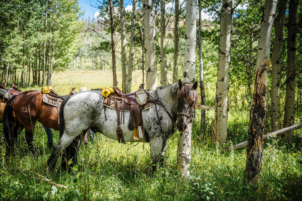 Horseback Ride and Yoga