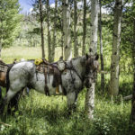 Horseback Ride and Yoga