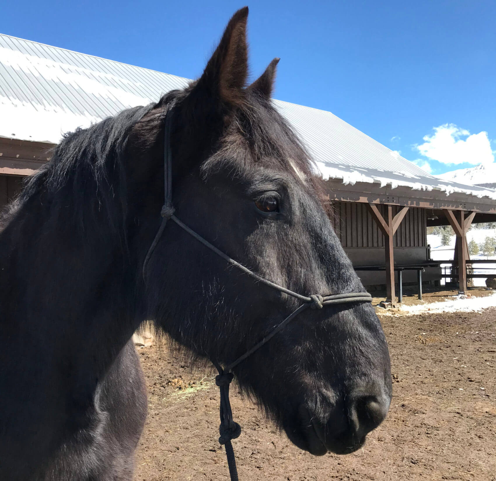 Colorado Mountain Horseback Riding