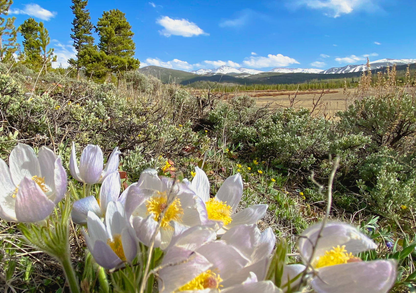 Your Guide To Wildflowers In The Rocky Mountains