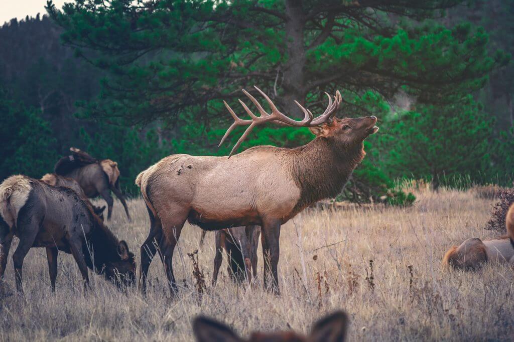 Colorado Elk Bugling