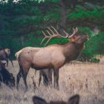 Colorado Elk Bugling