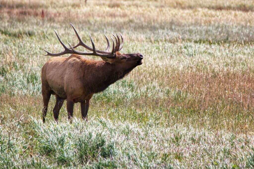 Elk Bugling Colorado