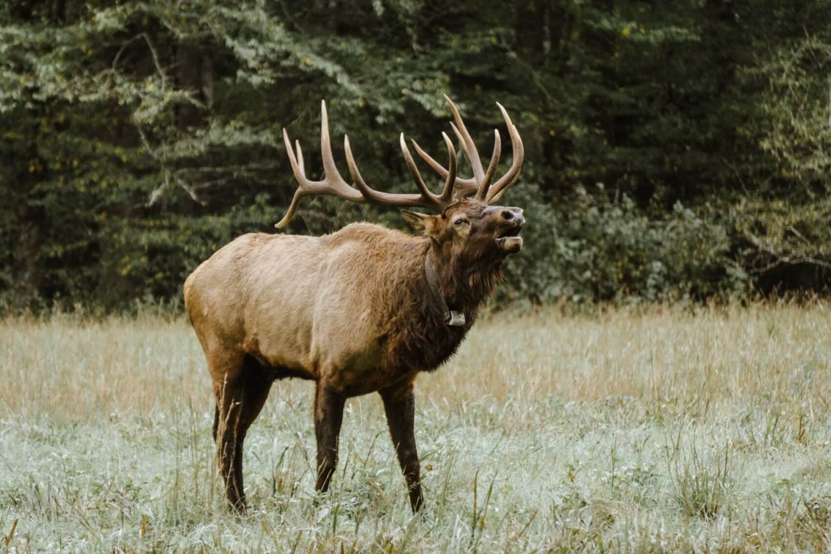 Elk Bugling in the Colorado Mountains Devil's Thumb Ranch
