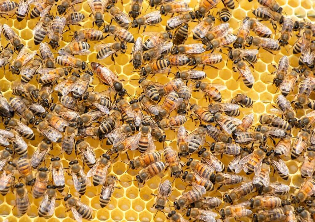 Honey Bees